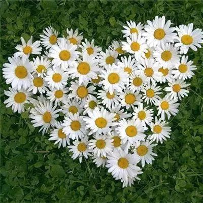 PG麻将胡了免费版app下载